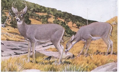 Arizona Whitetail small and elusive with a coat of rusty brown in summer